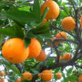 Manufacture Natural High Quality Sweet Fresh Citrus Mandarin Navel Orange